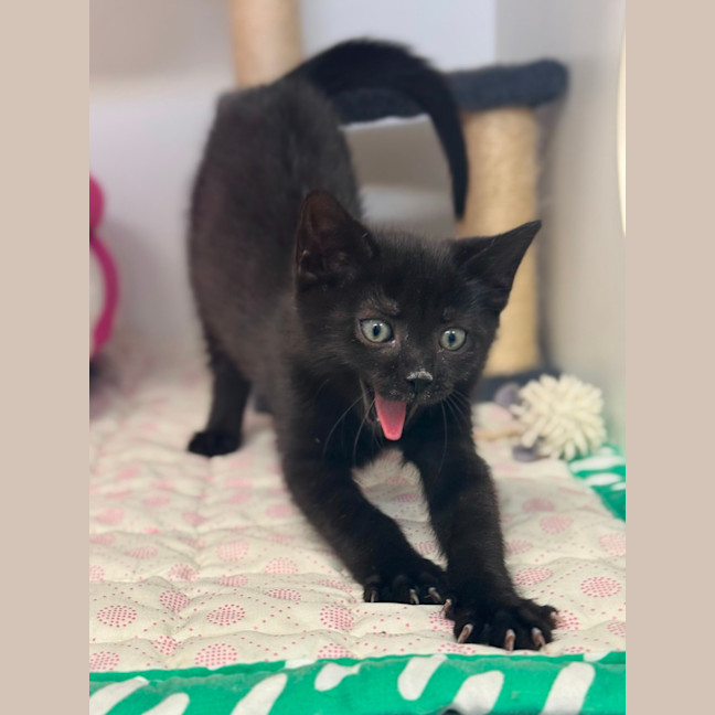Photo of Frankie