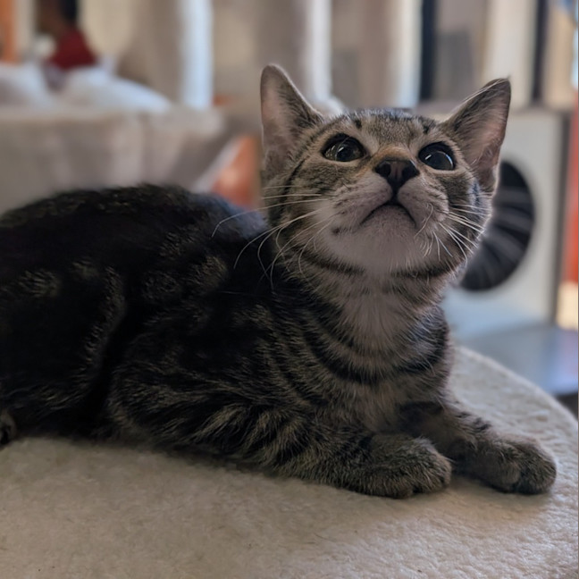 Photo of Fig