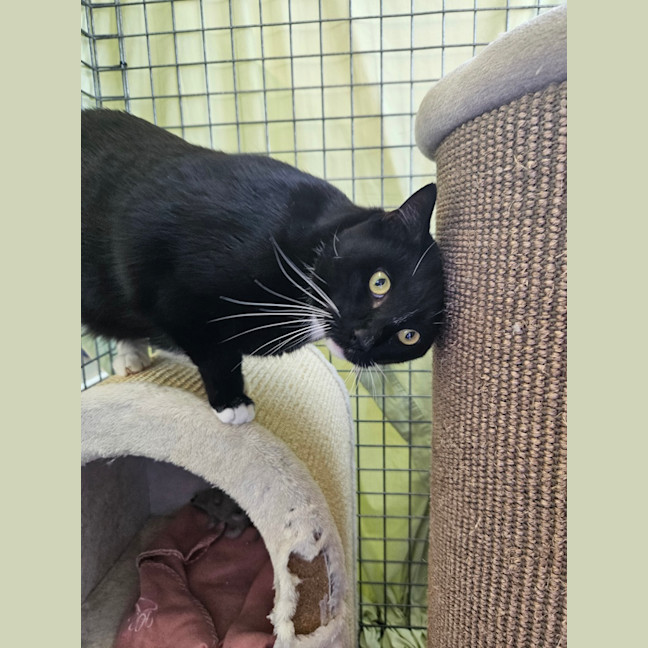 Photo of Salem 