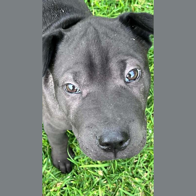 Photo of Buzz