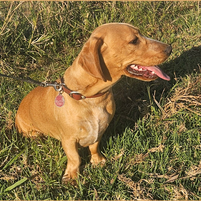 Photo of Rascal 