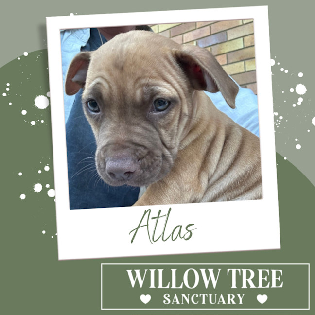 Photo of Atlas