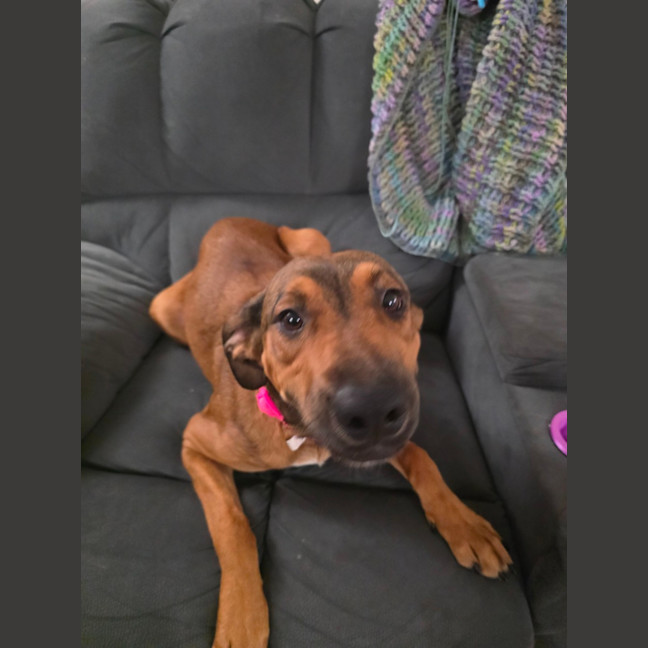 Photo of Nala 