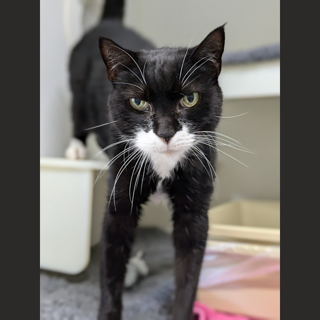 Photo of 🎨 Pablo Purrcasso 5405🎨