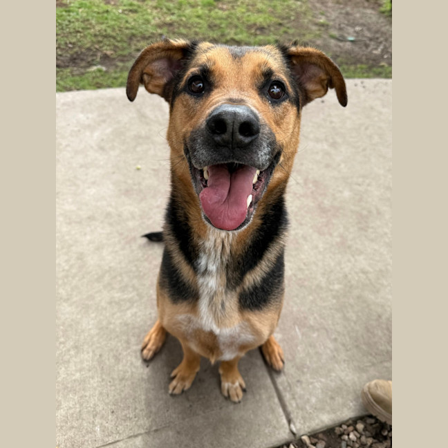 Photo of Ollie (Eddie)