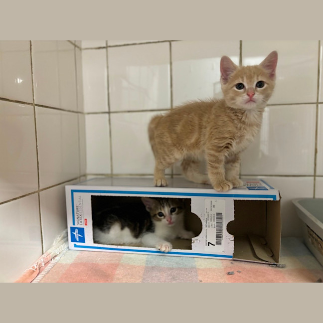 Photo of Simba