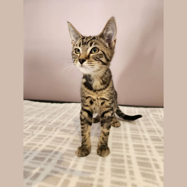 Photo of Audrey   In Foster Care In Templestowe