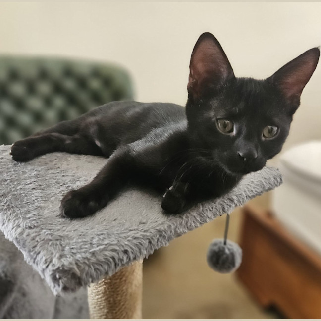 Photo of Void The Valiant