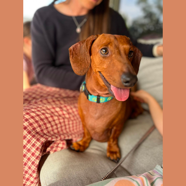 Photo of Frank & Lucy   5 Year Old Dachshund