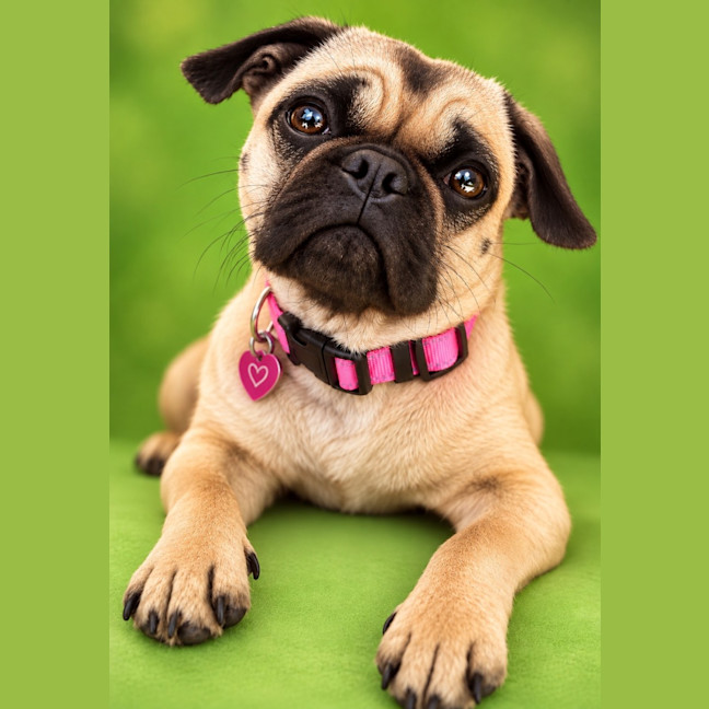 Photo of Rumi   10 Month Old French Bulldog X Pug