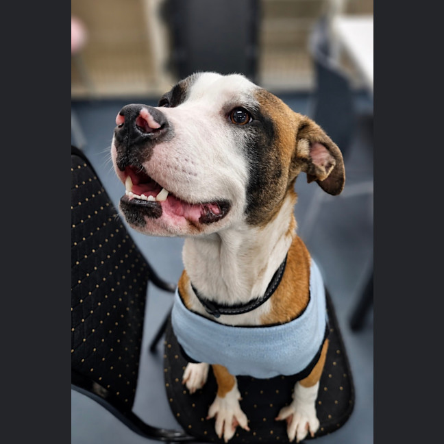 Photo of Bowie   8 Month Old Boxer X Staffy