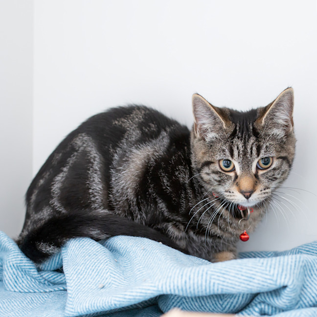 Photo of Marshmallow