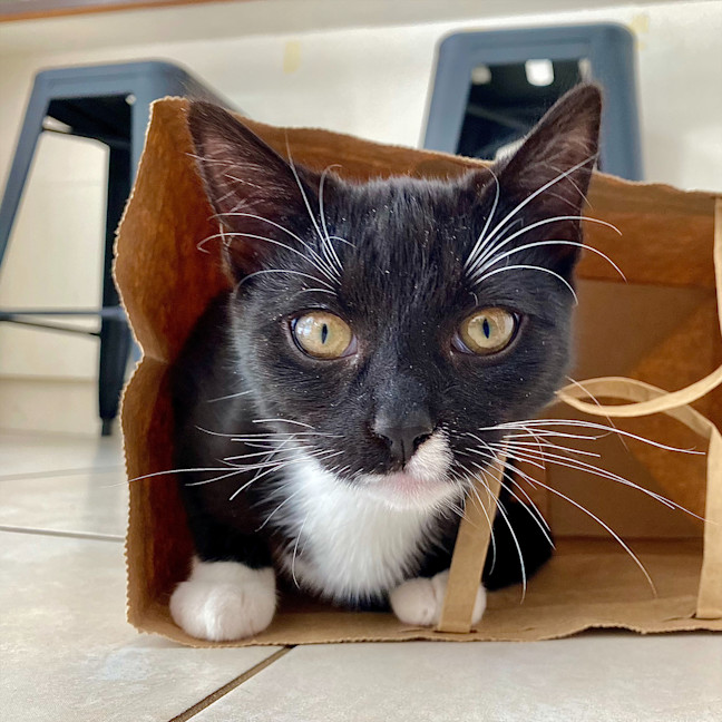 Photo of Oreo