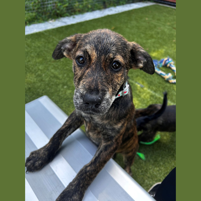 Photo of D1062 Precious