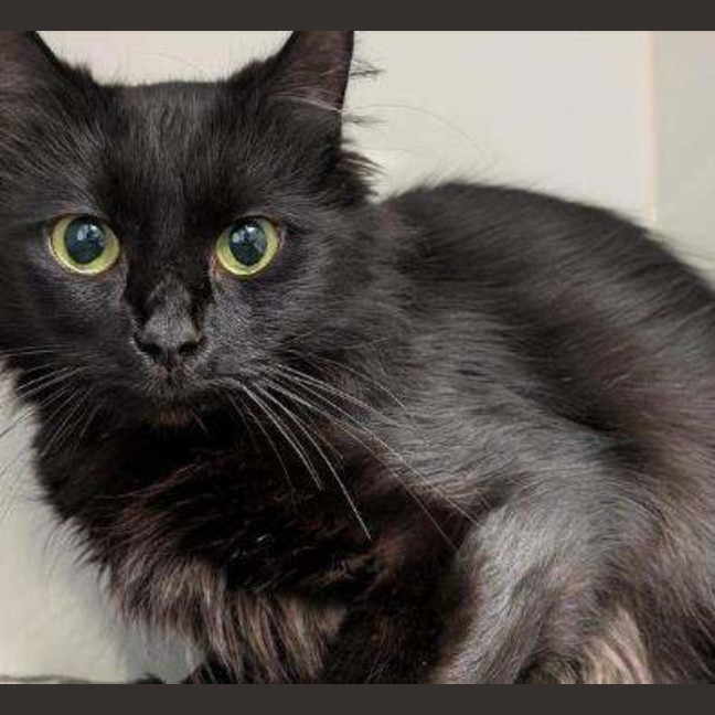 Photo of Jiji