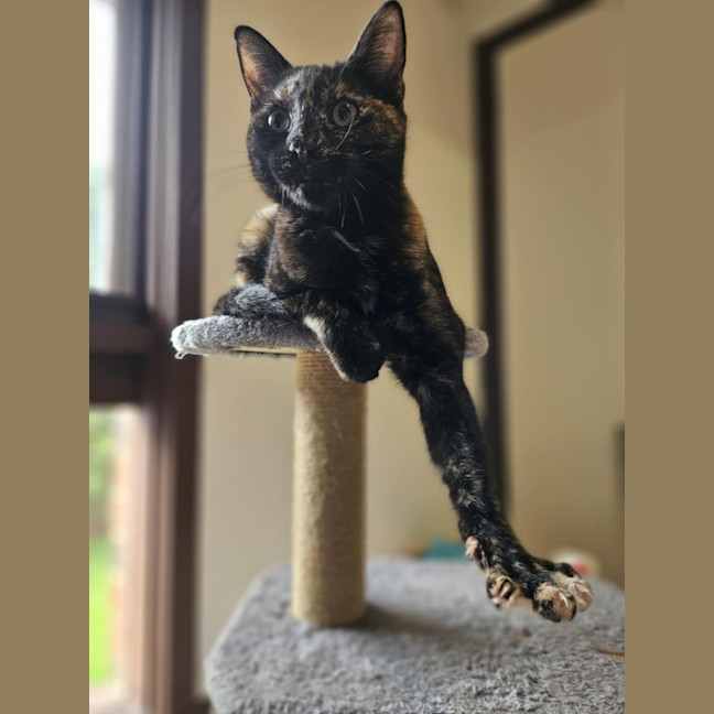 Photo of Gracie   In Foster Care In Bentleigh East