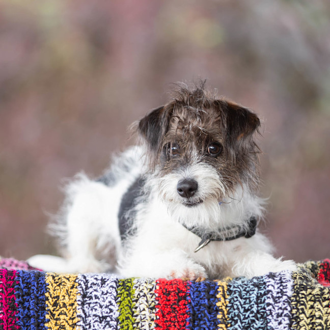 Photo of Benji