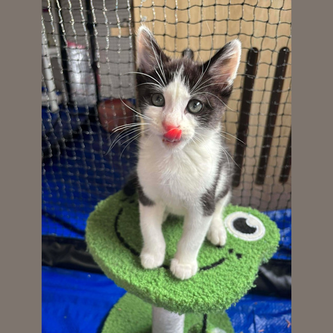 Photo of Mango Passion