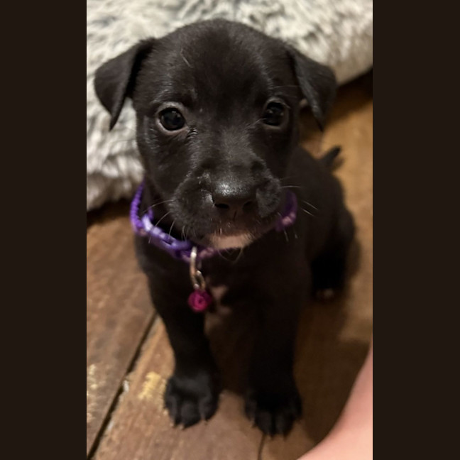 Photo of Collar Purple 