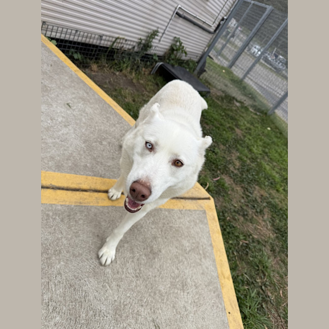 Photo of Diamond
