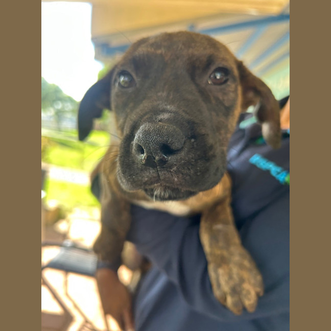 Photo of Nancy (Nala)