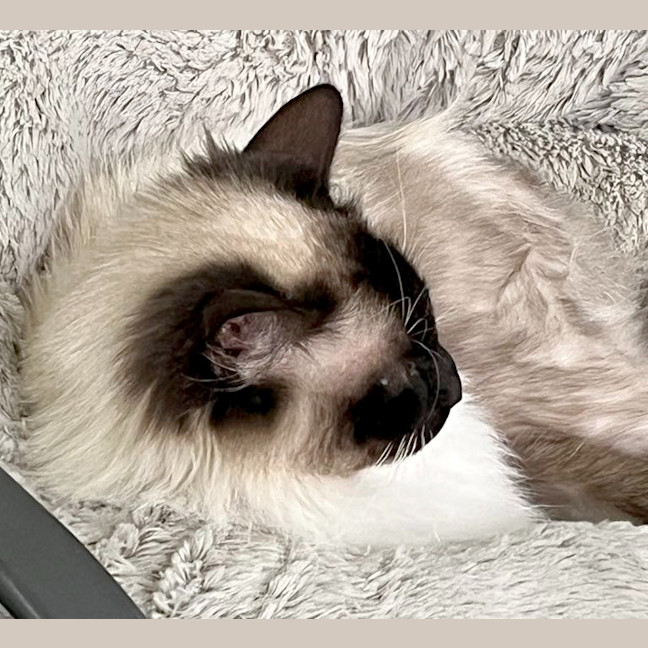 Photo of Olli Gorgeous / Ollie The Ragdoll
