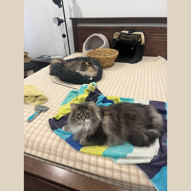 Photo of Teddy & Honk Honk   In Foster Care In Coburg