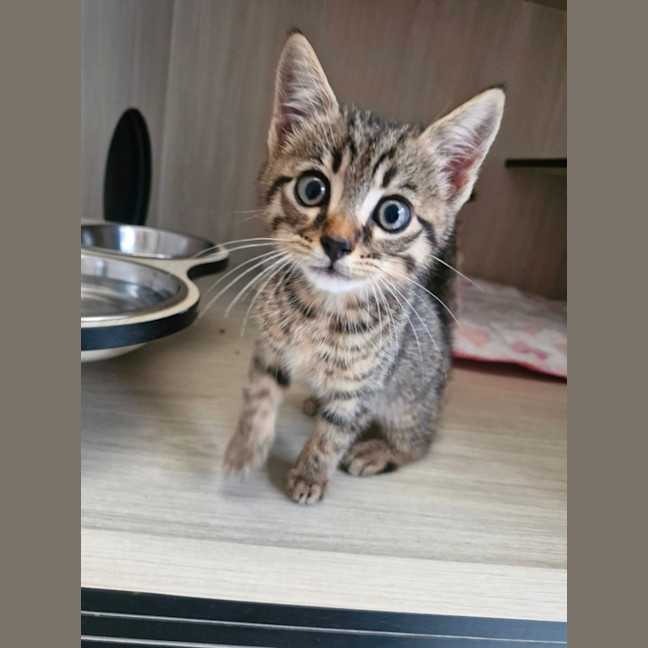 Photo of C1526 Caine