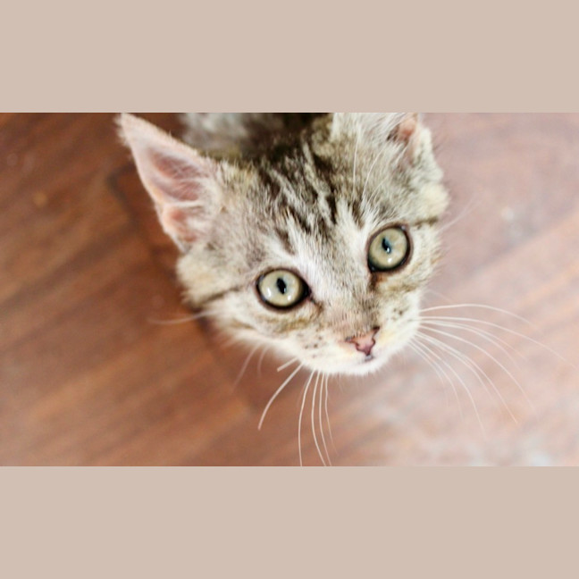 Photo of Rusty