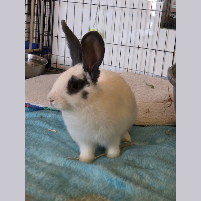 Photo of Chester