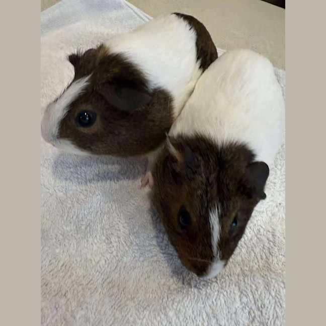 Photo of Charlie & Lola