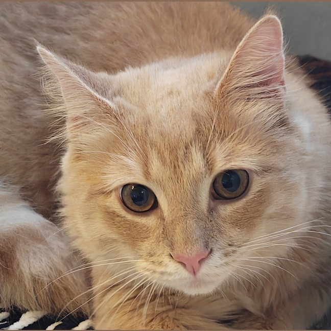 Photo of Piccolo