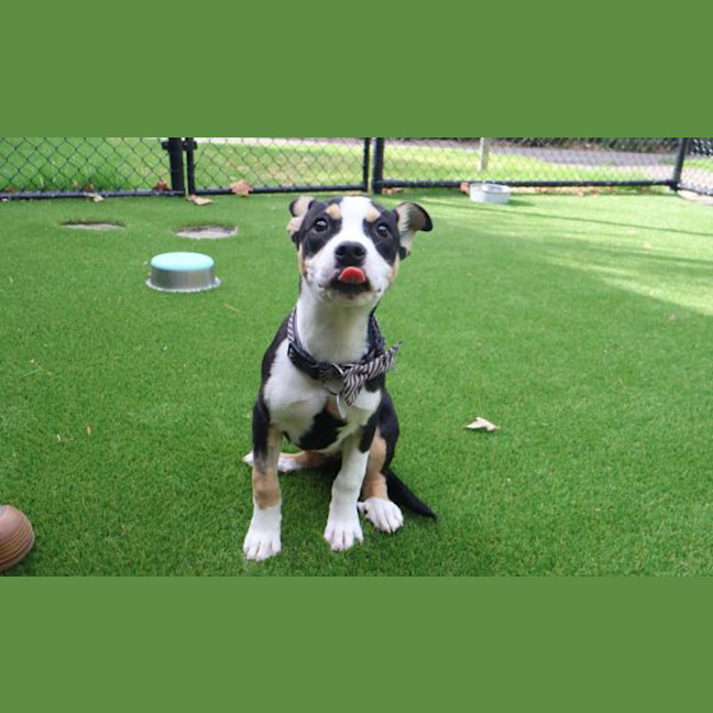 Photo of Dotti