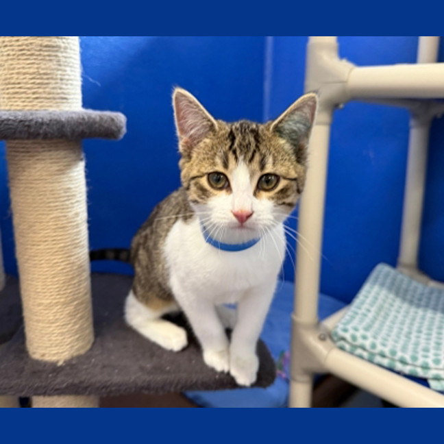 Photo of Artemis