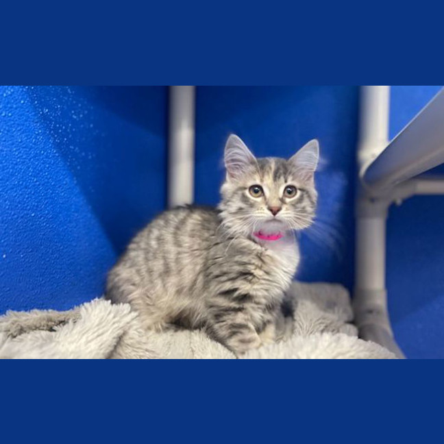 Photo of Sesame