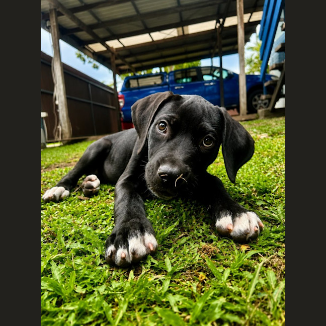 Photo of Sherlock Bones