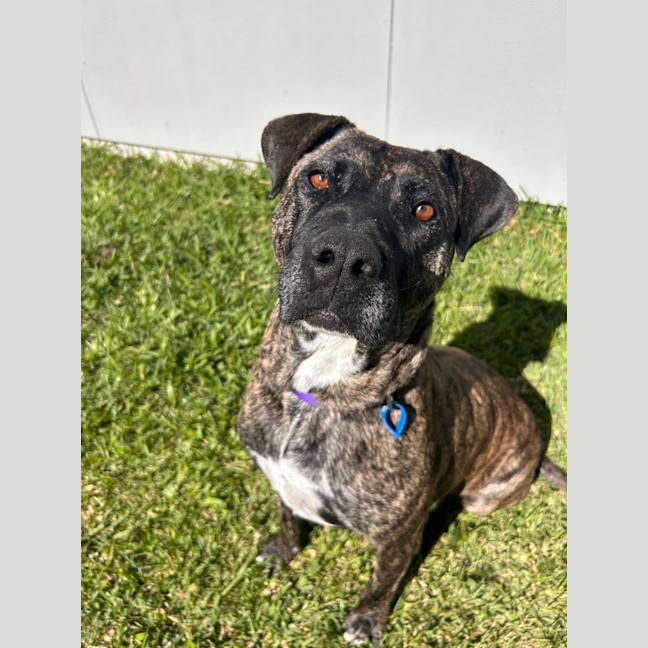 Photo of Brynn *$350 Adoption Fee*
