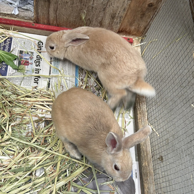 Photo of Bocconcini 