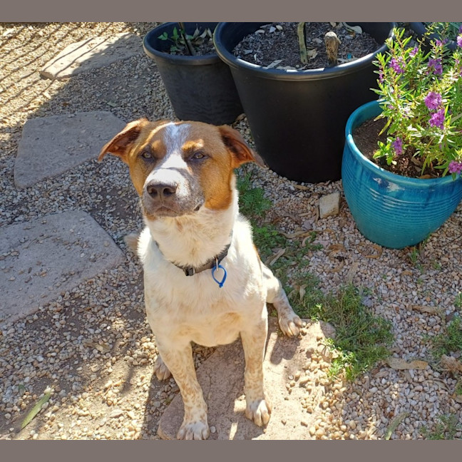 Photo of Russell *$150 Adoption Fee*