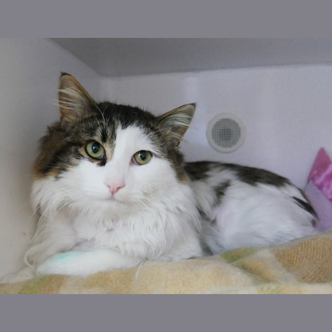 Photo of Stitch Sta012997