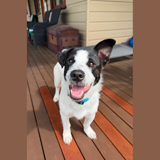 Photo of Peanut 