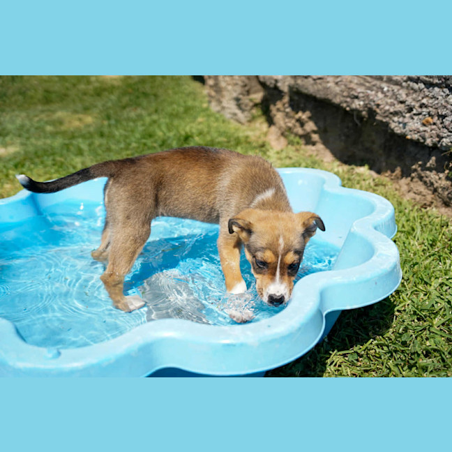 Photo of Baska   10 Week Old German Shepherd X