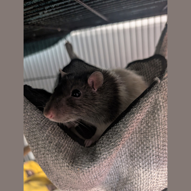 Photo of Rocket