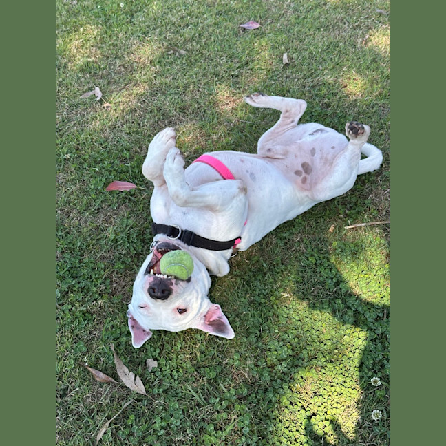 Photo of Dudley