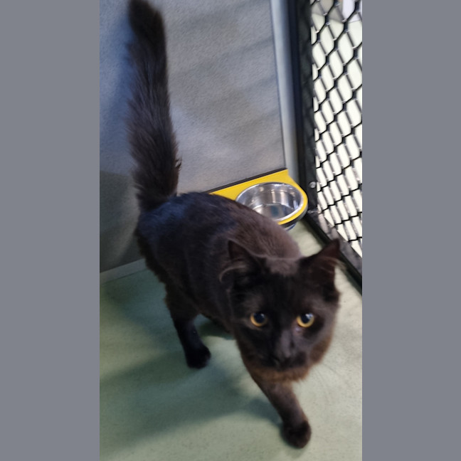 Photo of Salem