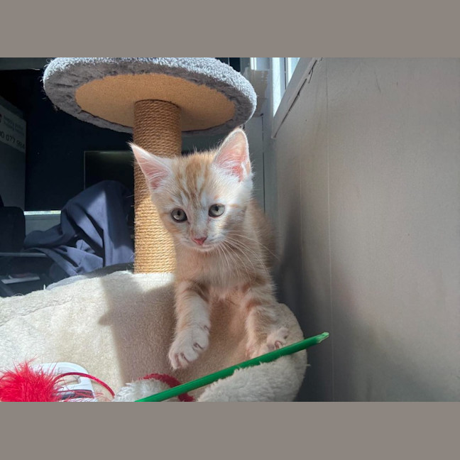 Photo of Dj Happy Paws