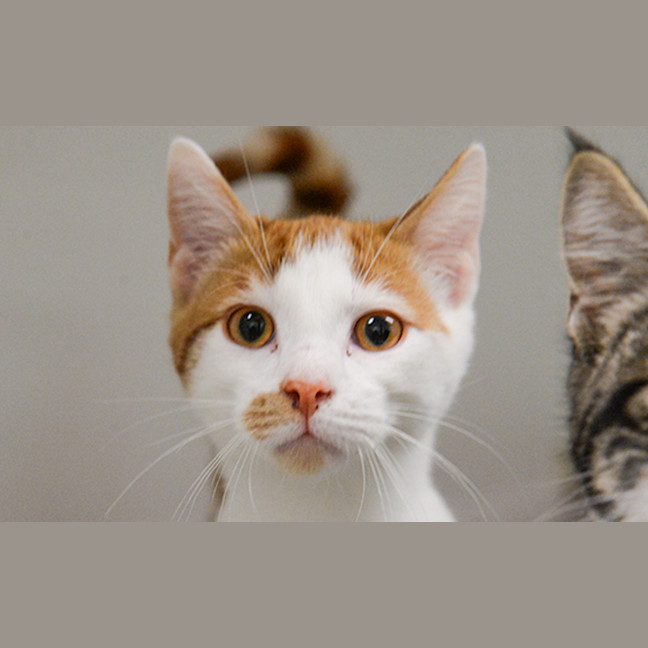 Photo of Mimos