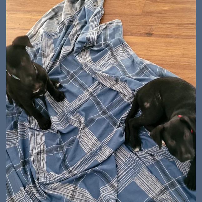 Photo of Pumpkin   12 Week Old Wolfhound X