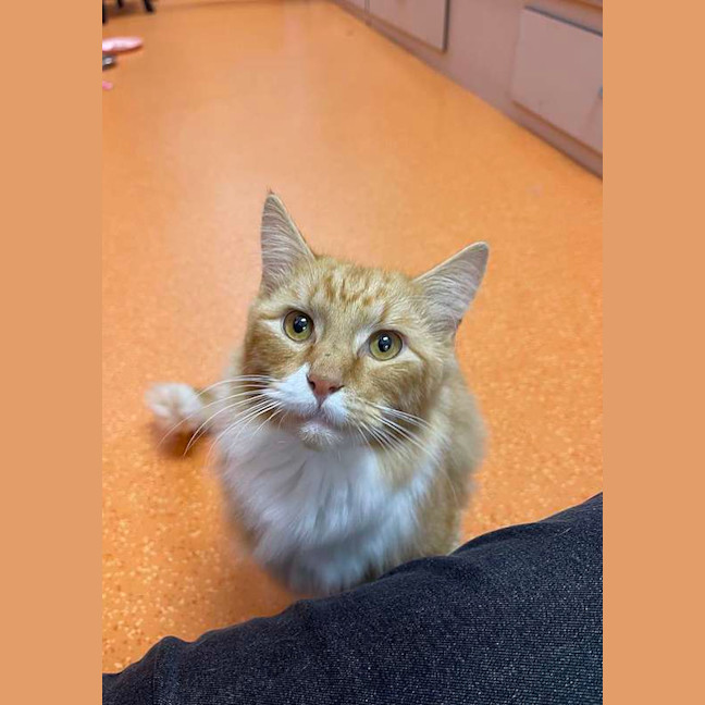 Photo of Weasley