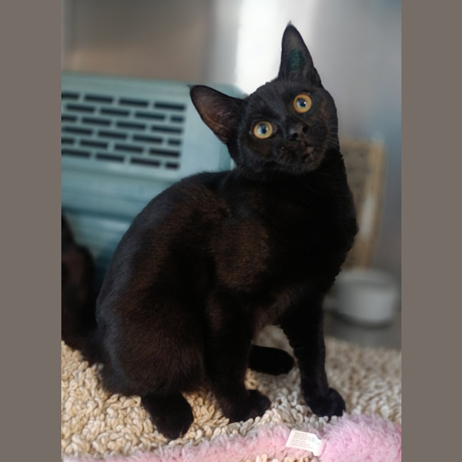 Photo of Moonie